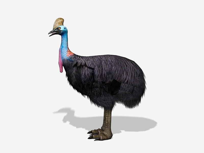 Southern Cassowary Bird 3d rendering