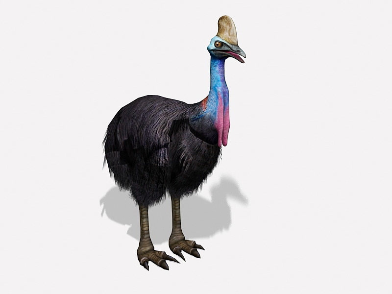 Southern Cassowary Bird 3d rendering