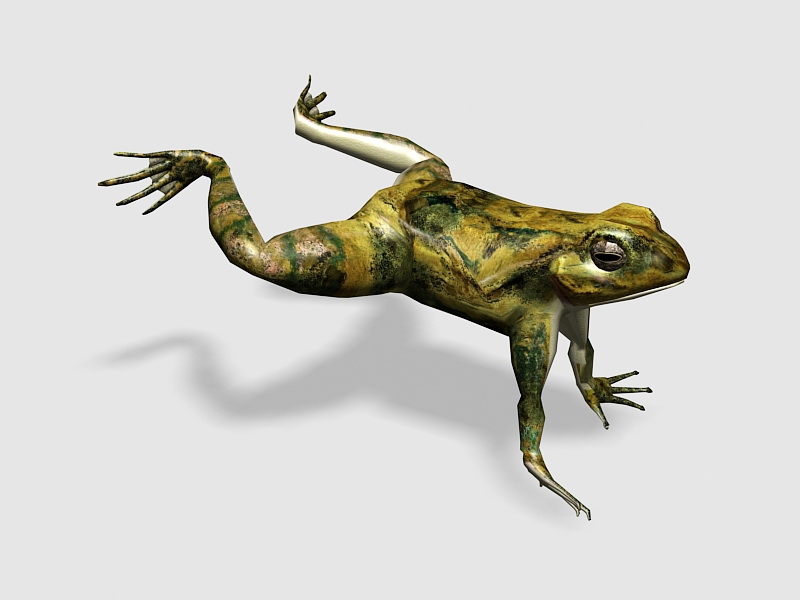 Jumping Frog Rig Animation 3d rendering