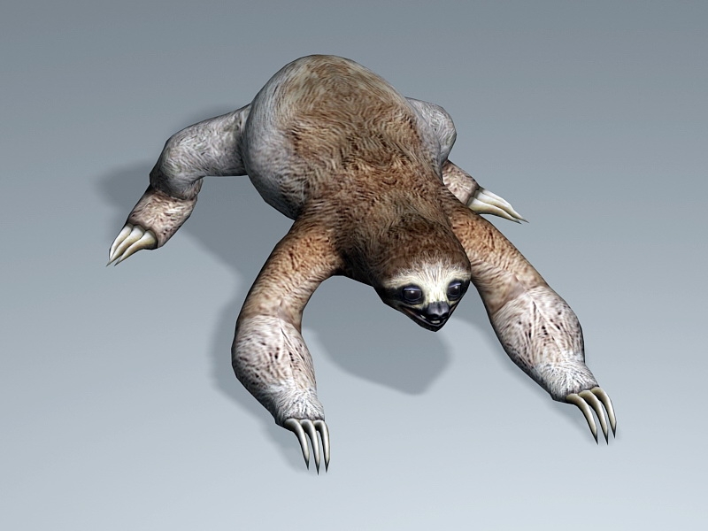 Three-toed Sloth 3d rendering