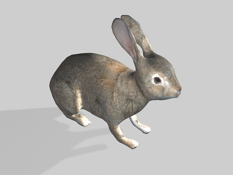 A Wild Rabbit 3d rendering
