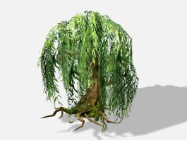 Old Willow Tree 3d model preview