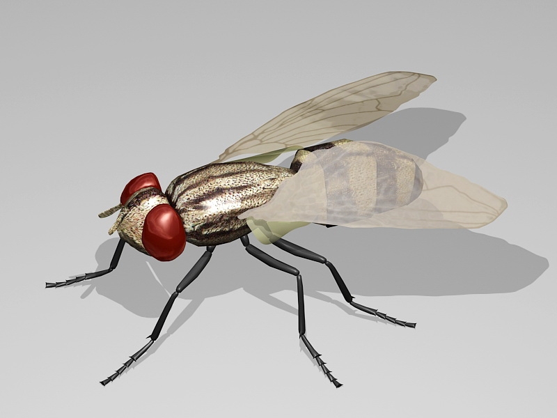 Fly Insect 3d rendering