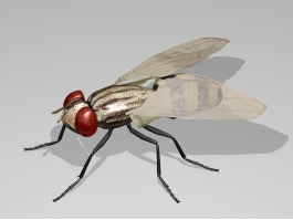 Fly Insect 3d model preview