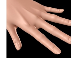 Beautiful Female Hand 3d model preview
