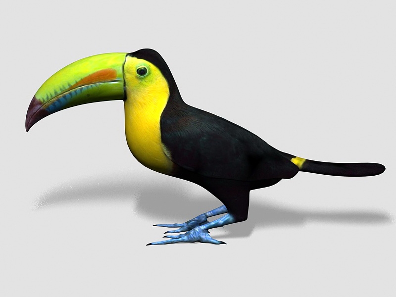 Keel-billed Toucan Bird 3d rendering