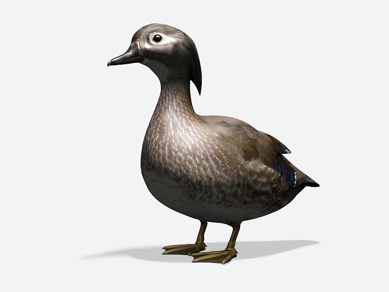 Duck Waterfowl 3d rendering