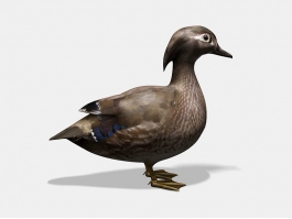 Duck Waterfowl 3d preview