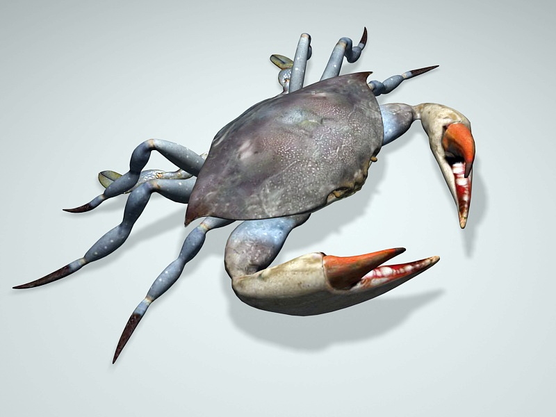 Sea Crab 3d rendering