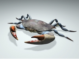 Sea Crab 3d model preview