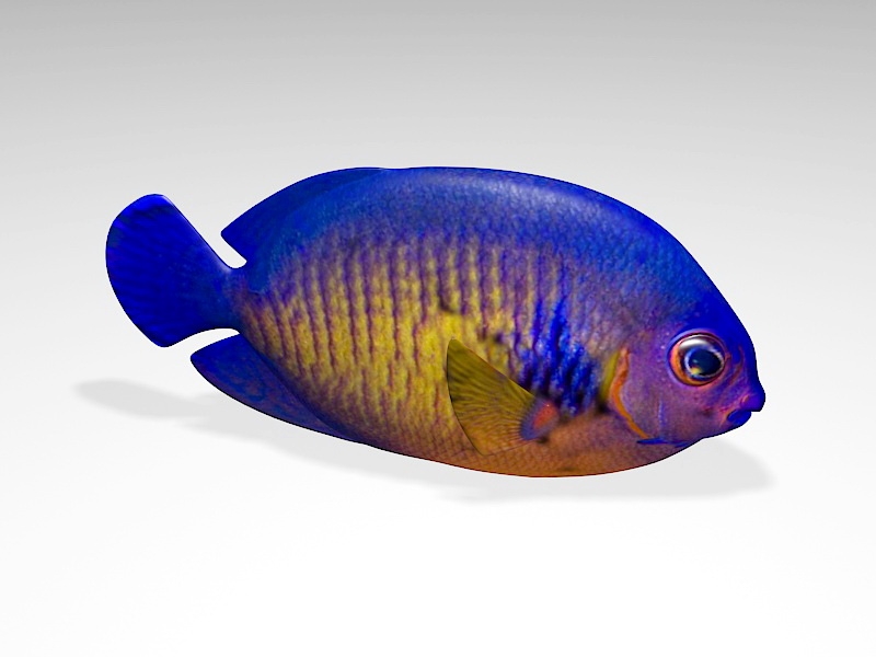 Coral Beauty Angelfish 3d rendering