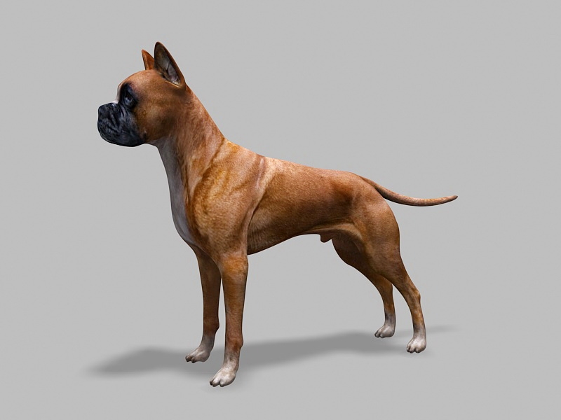 German Boxer Dog 3d rendering