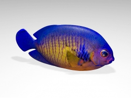 Coral Beauty Angelfish 3d model preview