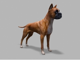 German Boxer Dog 3d preview
