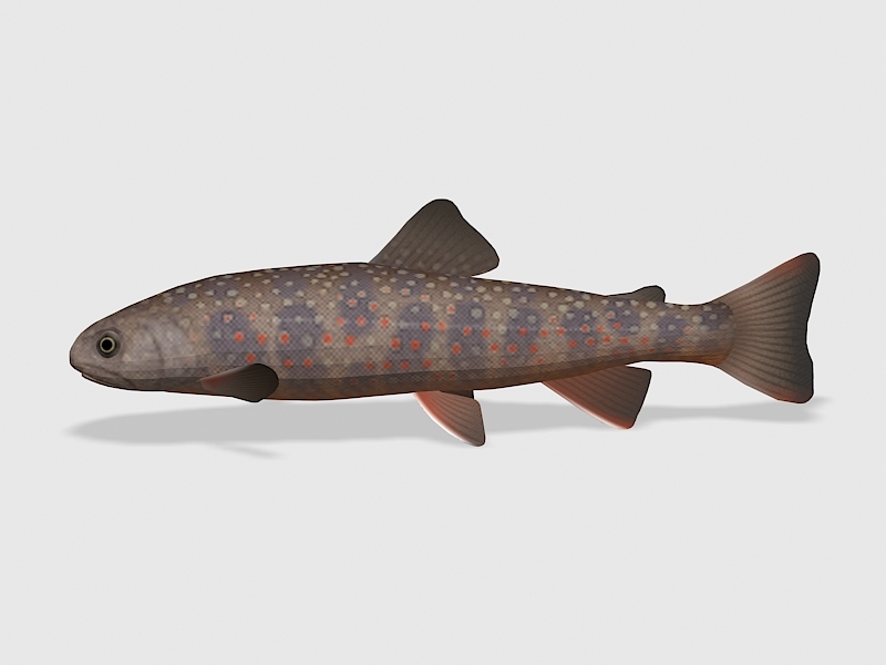 Dolly Varden Trout 3d rendering