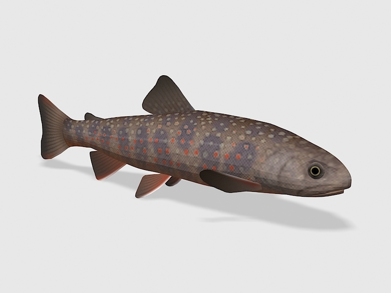 Dolly Varden Trout 3d rendering