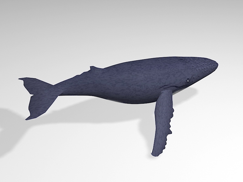 Humpback Whale 3d rendering