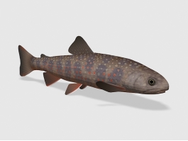 Dolly Varden Trout 3d model preview