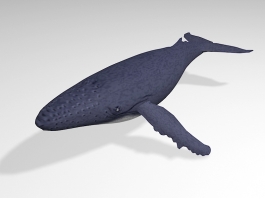 Humpback Whale 3d preview