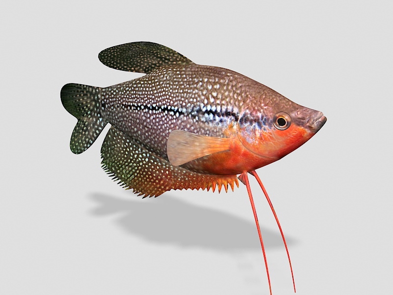 Pearl Gourami Fish 3d rendering