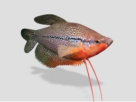 Pearl Gourami Fish 3d model preview