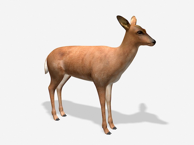 Female White-Tailed Deer 3d rendering