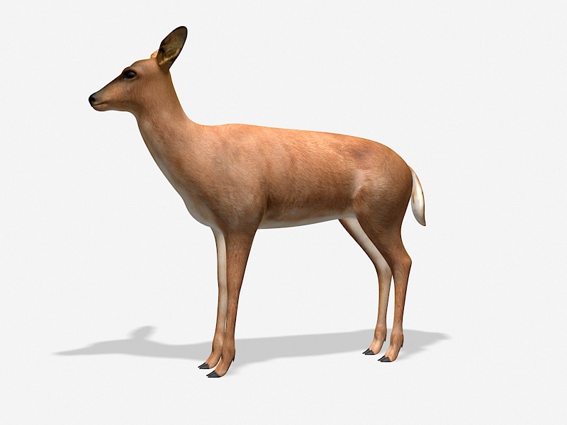Female White-Tailed Deer 3d rendering