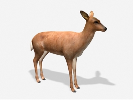 Female White-Tailed Deer 3d preview