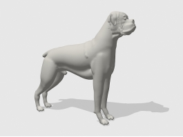 Adult Boxer Dog 3d model preview