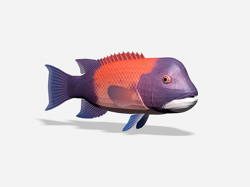 California Sheephead Fish 3d rendering