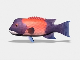 California Sheephead Fish 3d model preview