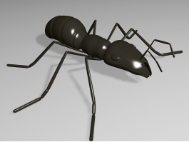 Black Ant 3d model preview
