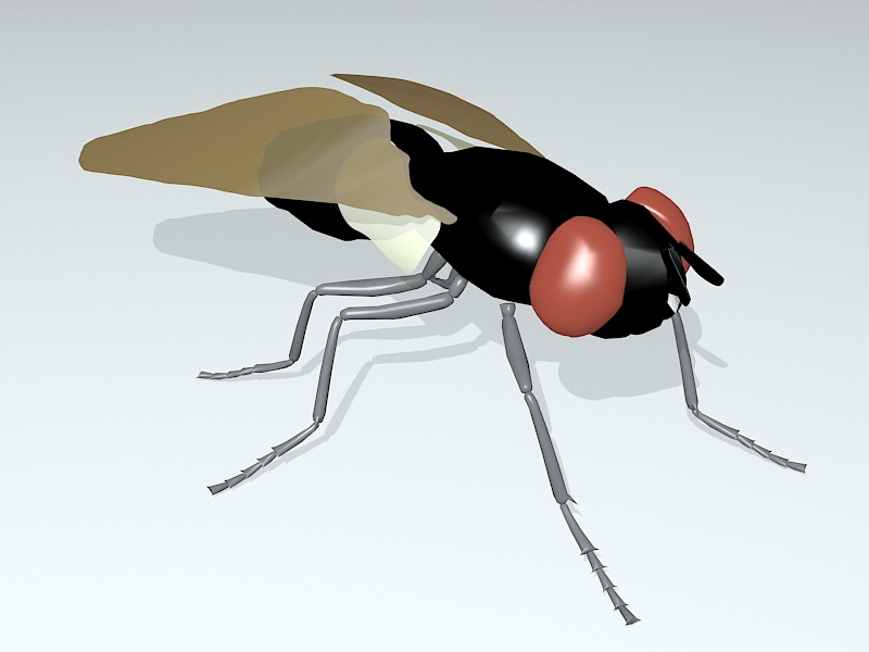 Common Fly 3d rendering