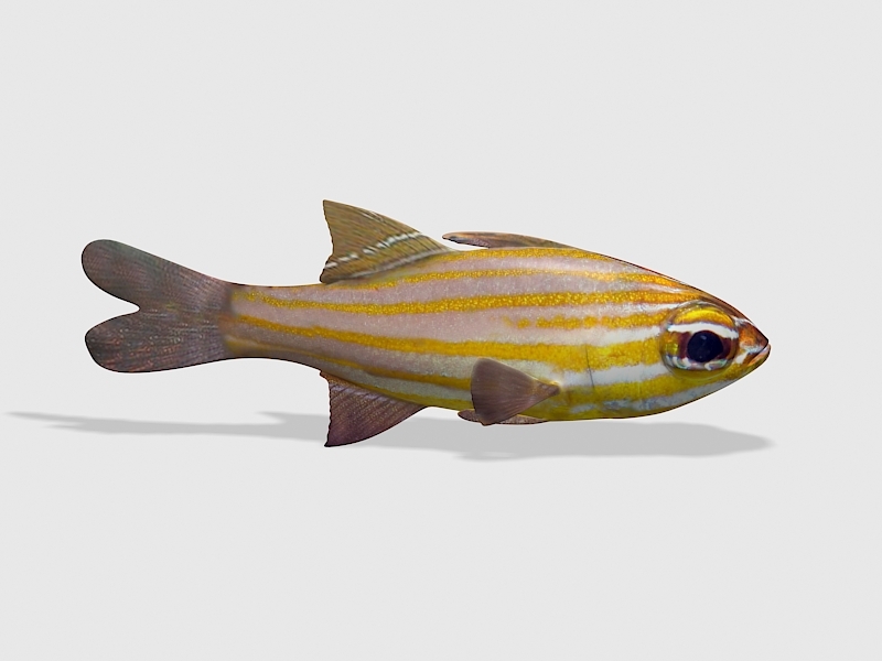 Orange-lined Cardinalfish 3d rendering