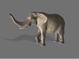 Strong Elephant 3d preview