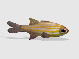 Orange-lined Cardinalfish 3d model preview