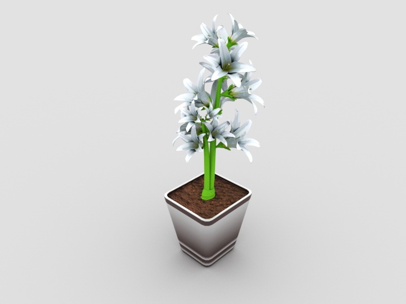 Decor Potted White Lily 3d rendering