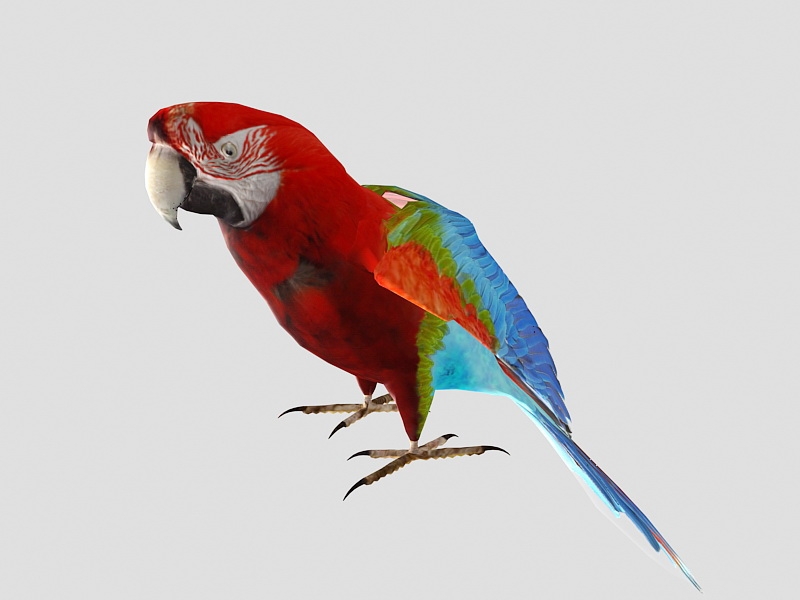 Red Parrot 3d rendering