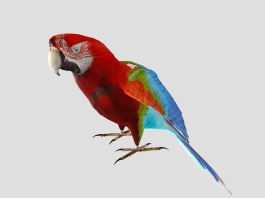 Red Parrot 3d preview