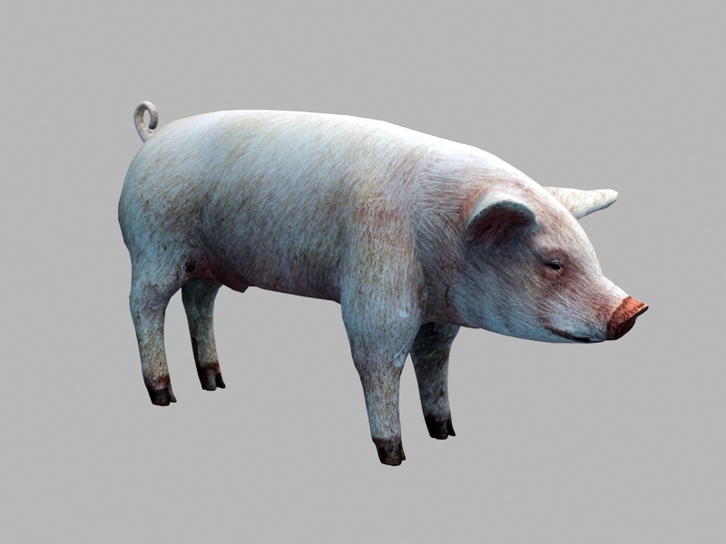 Domestic Pig 3d rendering