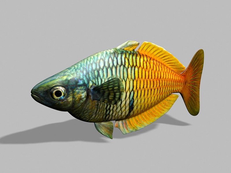 Boeseman Rainbowfish 3d rendering