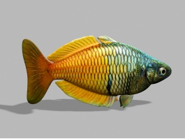 Boeseman Rainbowfish 3d model preview