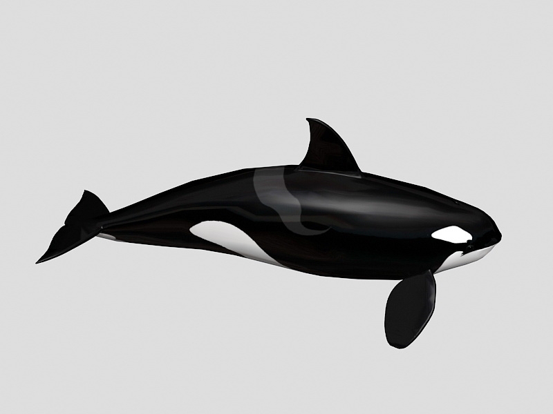 Killer Whale 3d rendering