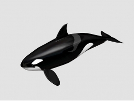 Killer Whale 3d model preview