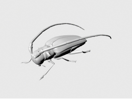 Long-Horned Beetle 3d preview