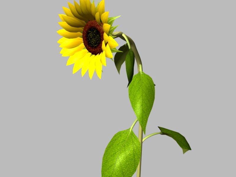 Common Sunflower 3d rendering