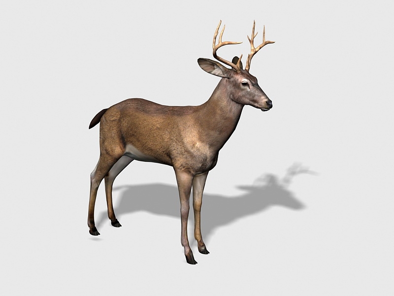 Buck Deer Rig 3d rendering