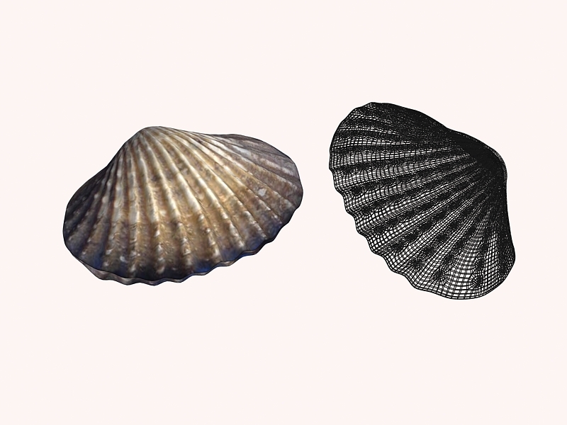 Sea Shell Clam 3d rendering