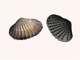 Sea Shell Clam 3d preview
