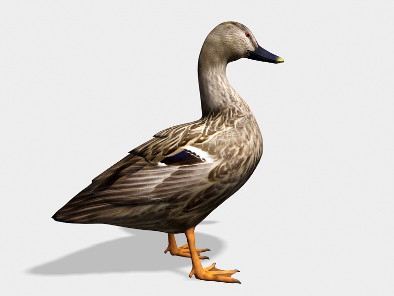 Dabbling Duck 3d rendering